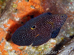 Comet Fish - in a small cave at Milaidhoo, Baa Atoll. Thi... by Christian Loader 